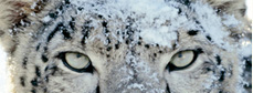 Apple Snow Leopard